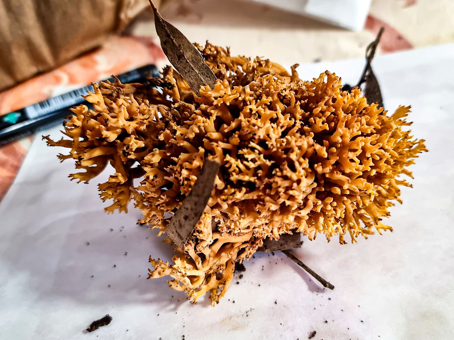 Phaeoclavulina minutispora