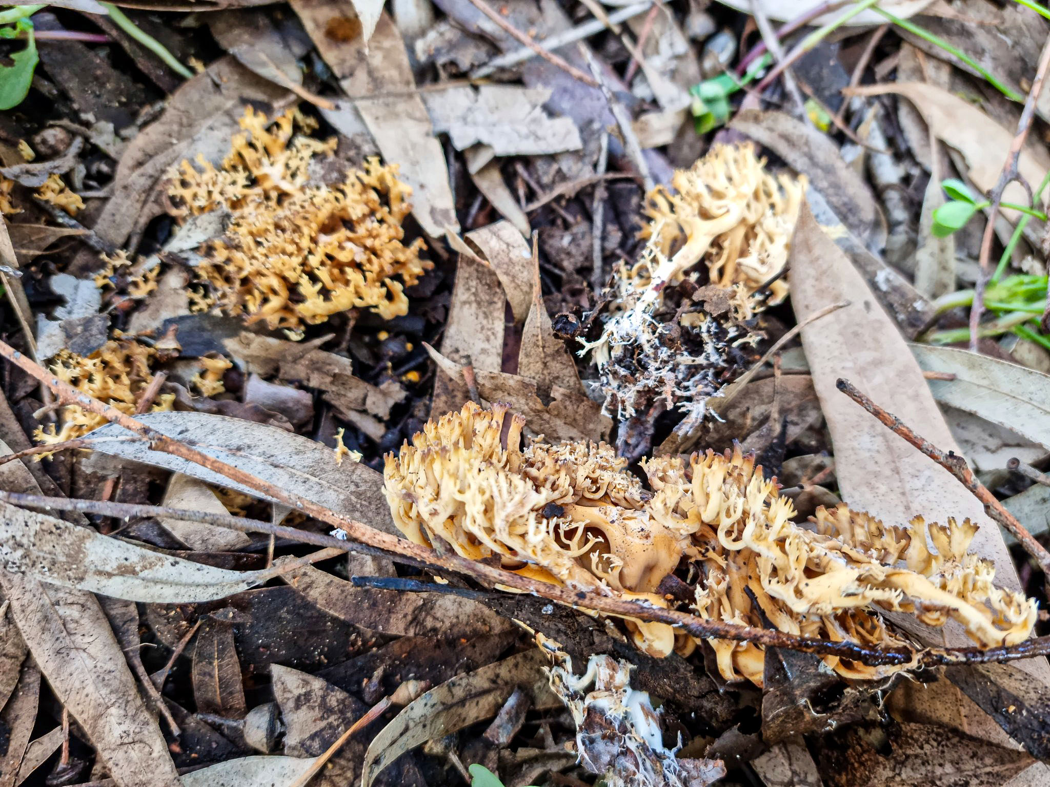 Phaeoclavulina minutispora