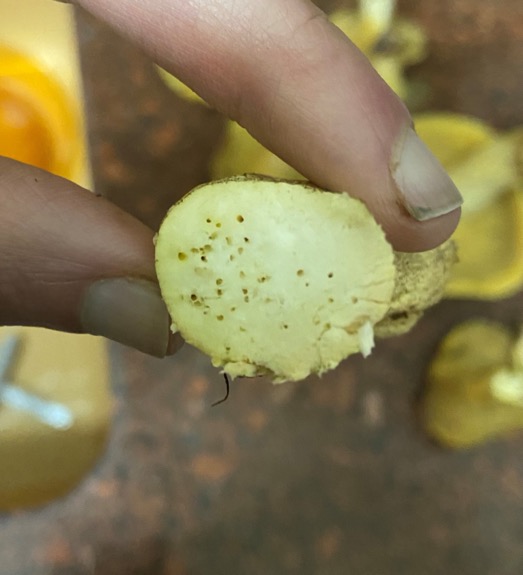 כככה הן אמורות להראות מבפנים.